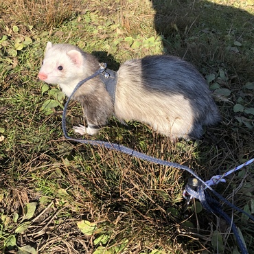 キャンプしてきました。