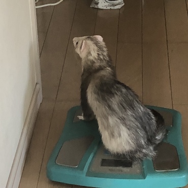 体重が気になるのかな？