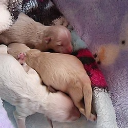 段ボールに捨てられていた子犬たち