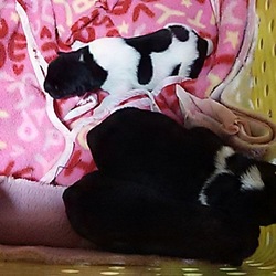 「段ボールに捨てられていた子犬たち」サムネイル2