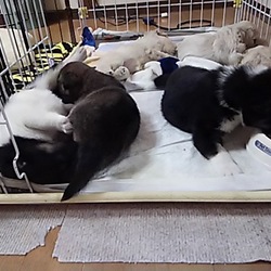 「段ボールに捨てられていた子犬たち」サムネイル3