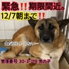 里親決定しました。 サムネイル2