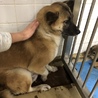 里親決定しました。 サムネイル4