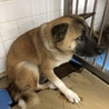 里親決定しました。 サムネイル6