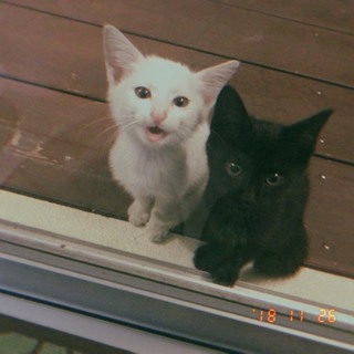 2・3ヶ月の黒猫白猫