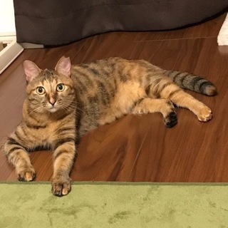 コケティッシュな麦わら女のこ