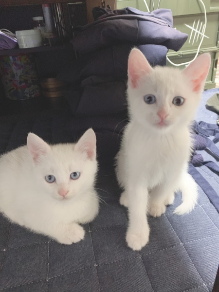 白猫兄妹」千葉県 - 猫の里親募集(241767) :: ペットのおうち