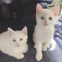 白猫兄妹
