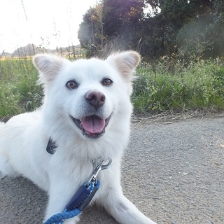 フワフワ☆小柄☆元気いっぱいアクア