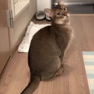 アビシニアンらしいツンデレおじさん、バロン♂