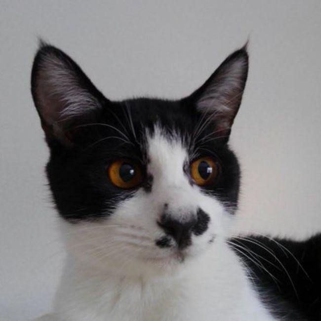 ねこだいらのカバー写真