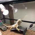 フトアゴレザー
