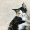 三毛猫シスターズのミィちゃん
