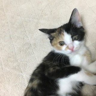三毛猫シスターズのミィちゃん