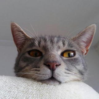 グレーの縞模様がかわいい甘えっ子ハヤテくん♪