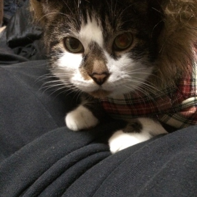 おにぎり猫のカバー写真