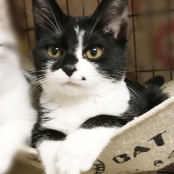 さいたま市　新都心東広場（コクーン側）「保護ねこ譲渡会」開催 サムネイル2