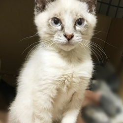 さいたま市　新都心東広場（コクーン側）「保護ねこ譲渡会」開催