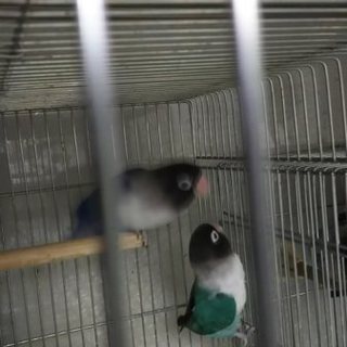 素敵な里親さんが見付かりました。皆様に感謝です