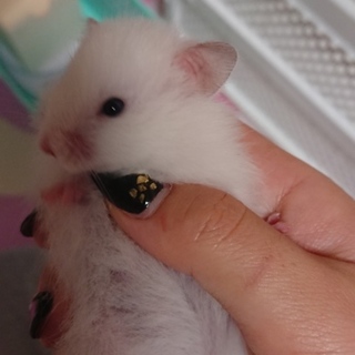 ハムスター里親募集