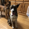 人が大好き❤琉球犬ミックス❤️