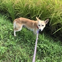 とても穏やかな優しいこです。