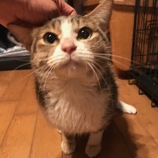 甘えん坊あめくん、下肢麻痺ですので介護が必要です、