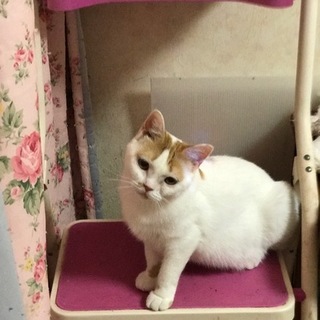 シャイのスコティッシュフォールド女の子です。