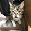 甘えん坊キジトラちゃん