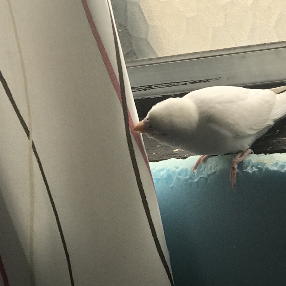 絹丸のカバー写真