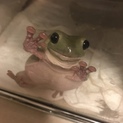 イエアメガエル