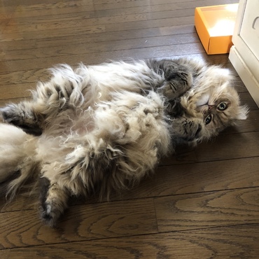 猫の開きですね！