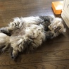 猫の開きですね！