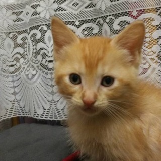 僕は茶々丸だよ