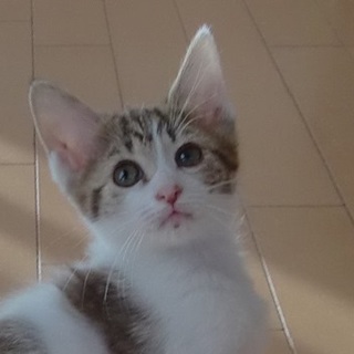 優しい色合いの女の子　ラテちゃん♡