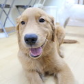 ゴールデンレトリーバー 男の子 6ヶ月