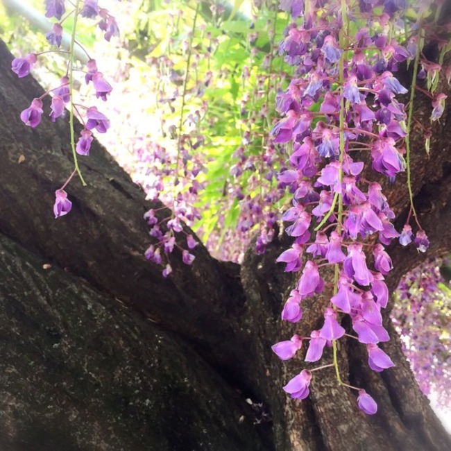 やすもとニャオのカバー写真