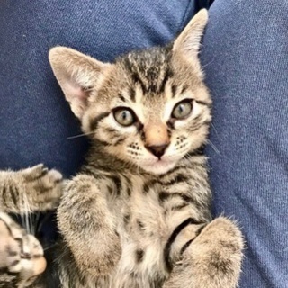 12/23銀座★りくくん★ゴロスリ元気くん