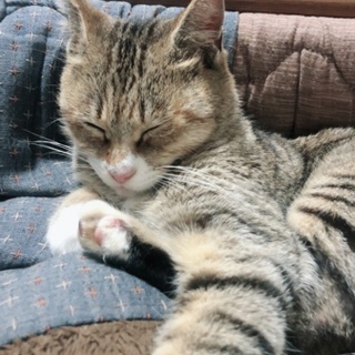 懐っこく、甘えん坊の、にゃんこです。