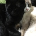 黒猫るなちゃんです