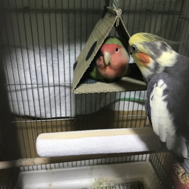 hiro happyのカバー写真
