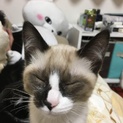 灰白ハチワレ？コハクちゃん