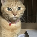 懐っこいゴロスリ成猫