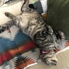 たかさる