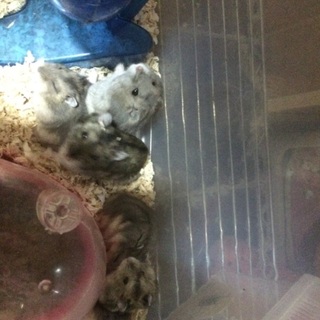 ジャンガリアン。ブルーサファイア