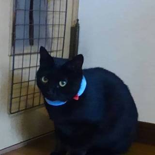 マミィ、里親さま決定！ありがとうございました❤