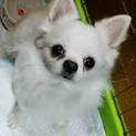 癒し系ハンサムボーイ♡チワワの幸多(こうた)クン