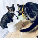 ニャンちゃんの里親お願いします…