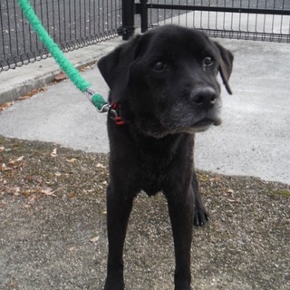 穏やかに暮らしたい黒ラブちゃん