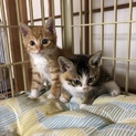 ドキドキしてます、子猫の兄妹